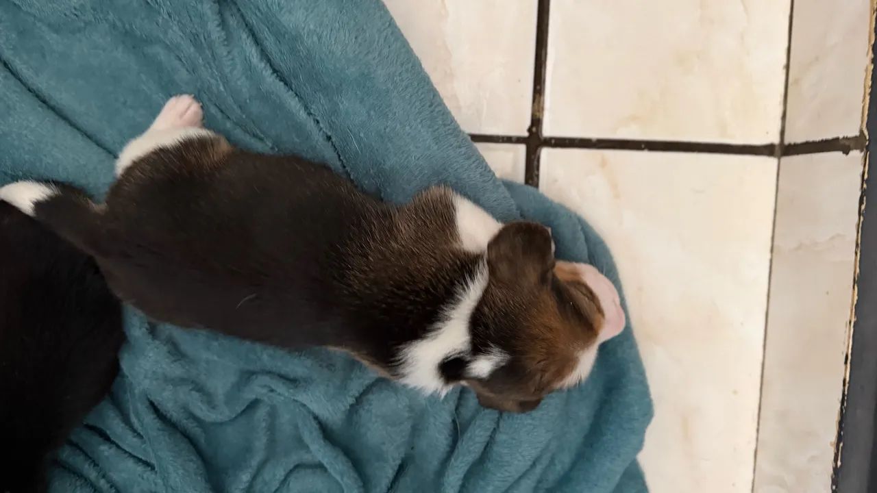 Beagle MACHO - Foto 3