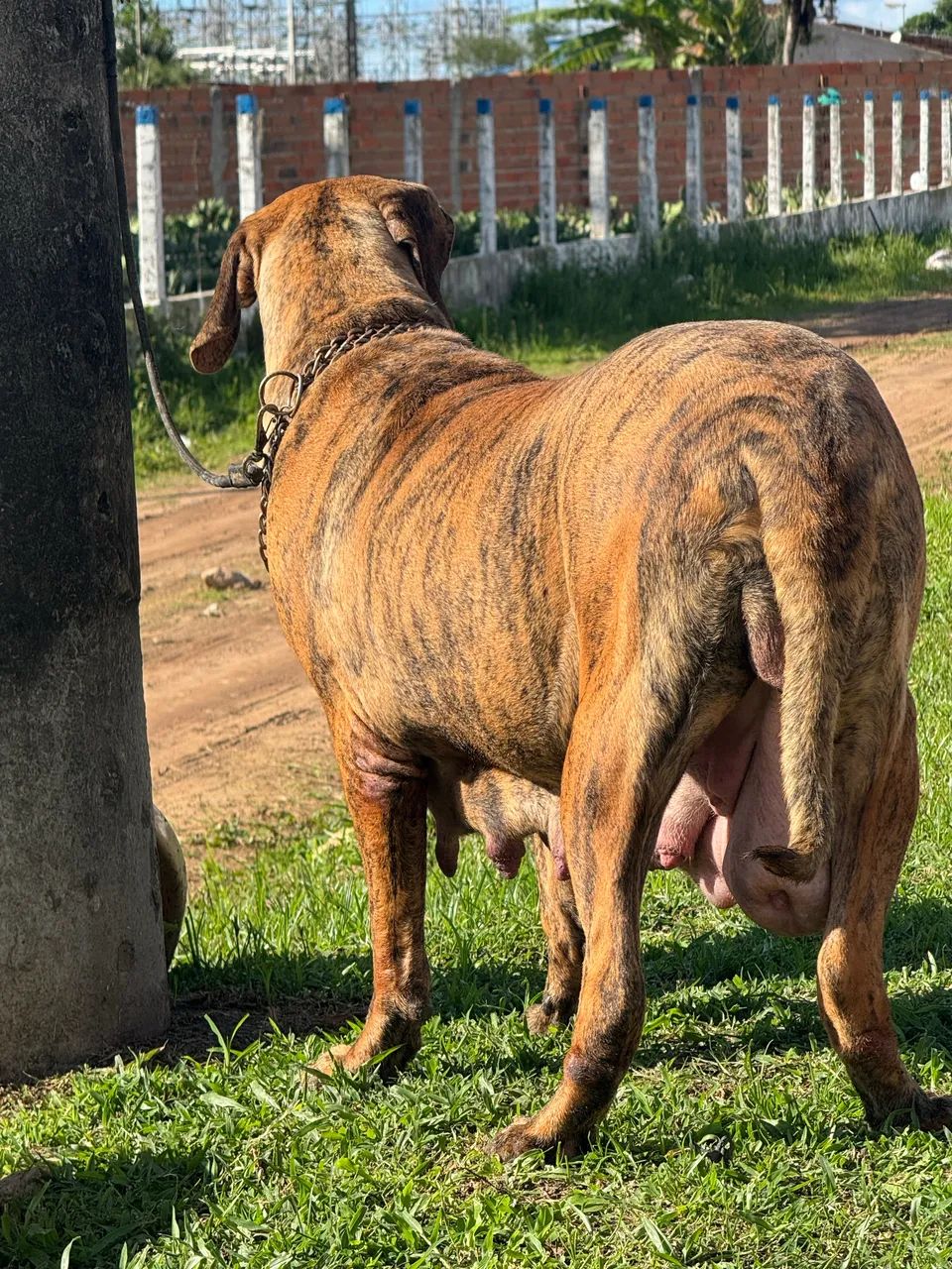 Cachorro 
