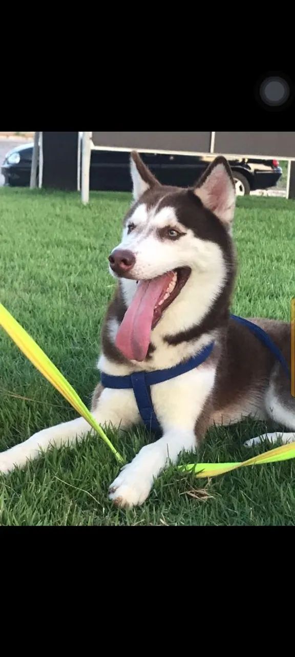 Husky siberiano  - Foto 2