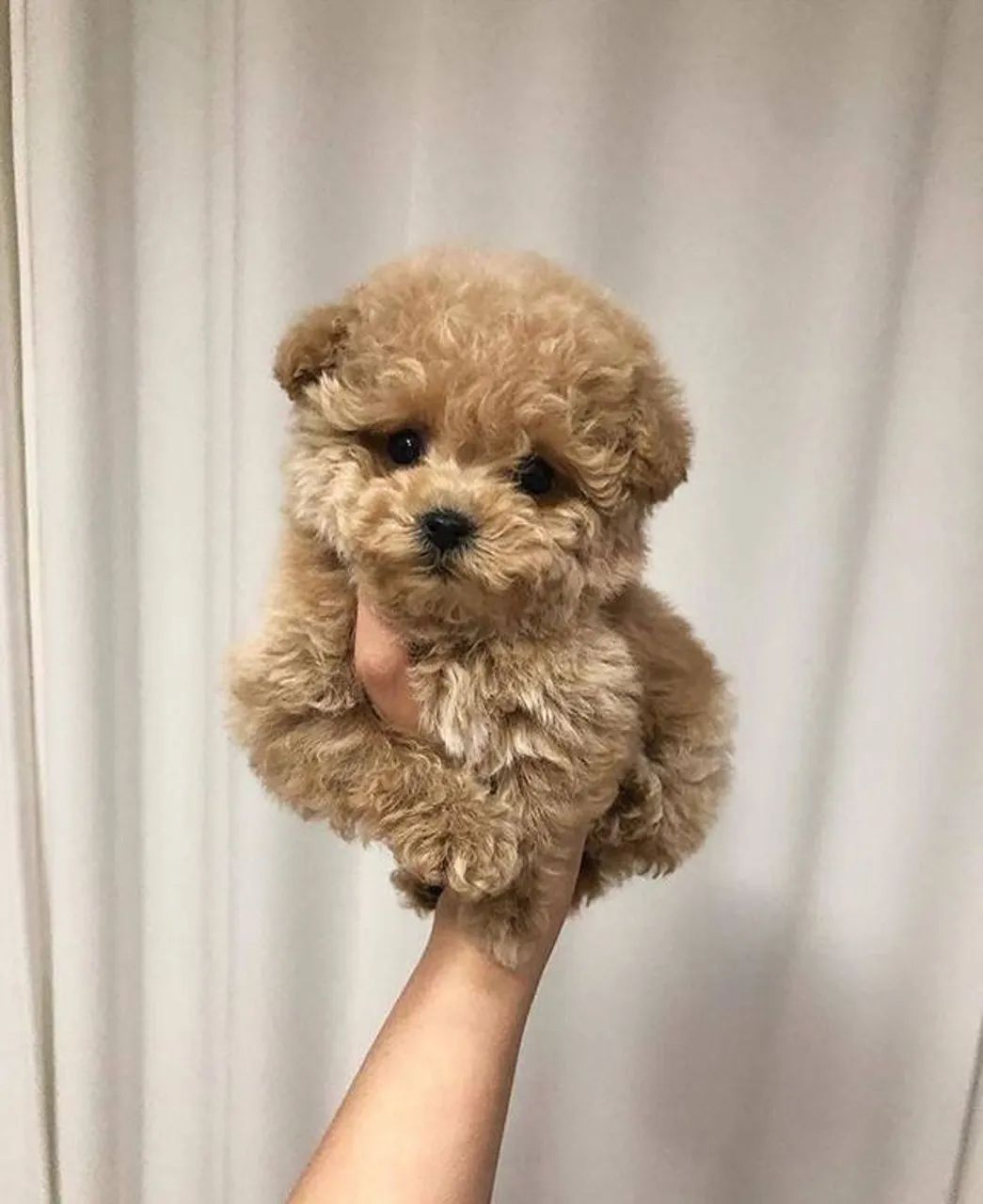 Poodle filhotinho 
