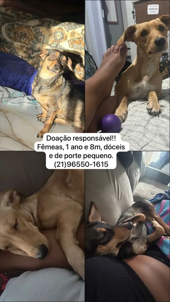 Doação responsável 