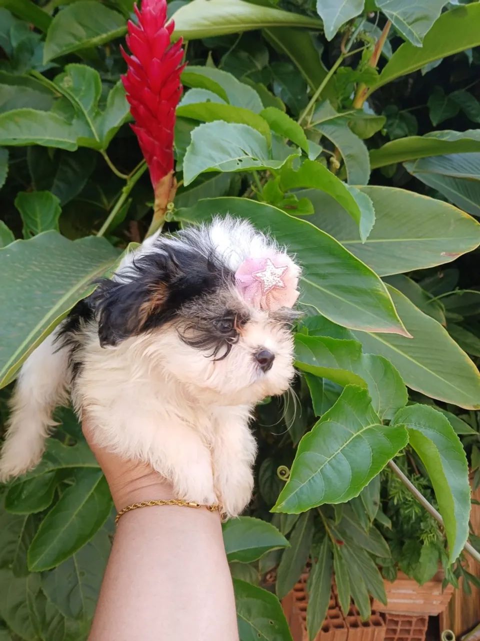 Lhasa Apso - Foto 3