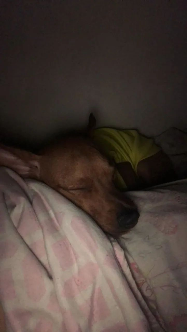 Pinscher n1  - Foto 2