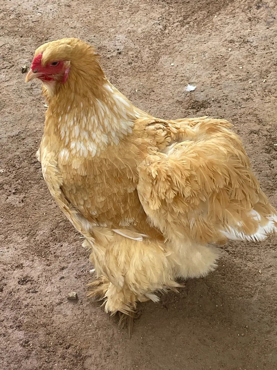 Galinha Brahma  - Foto 4