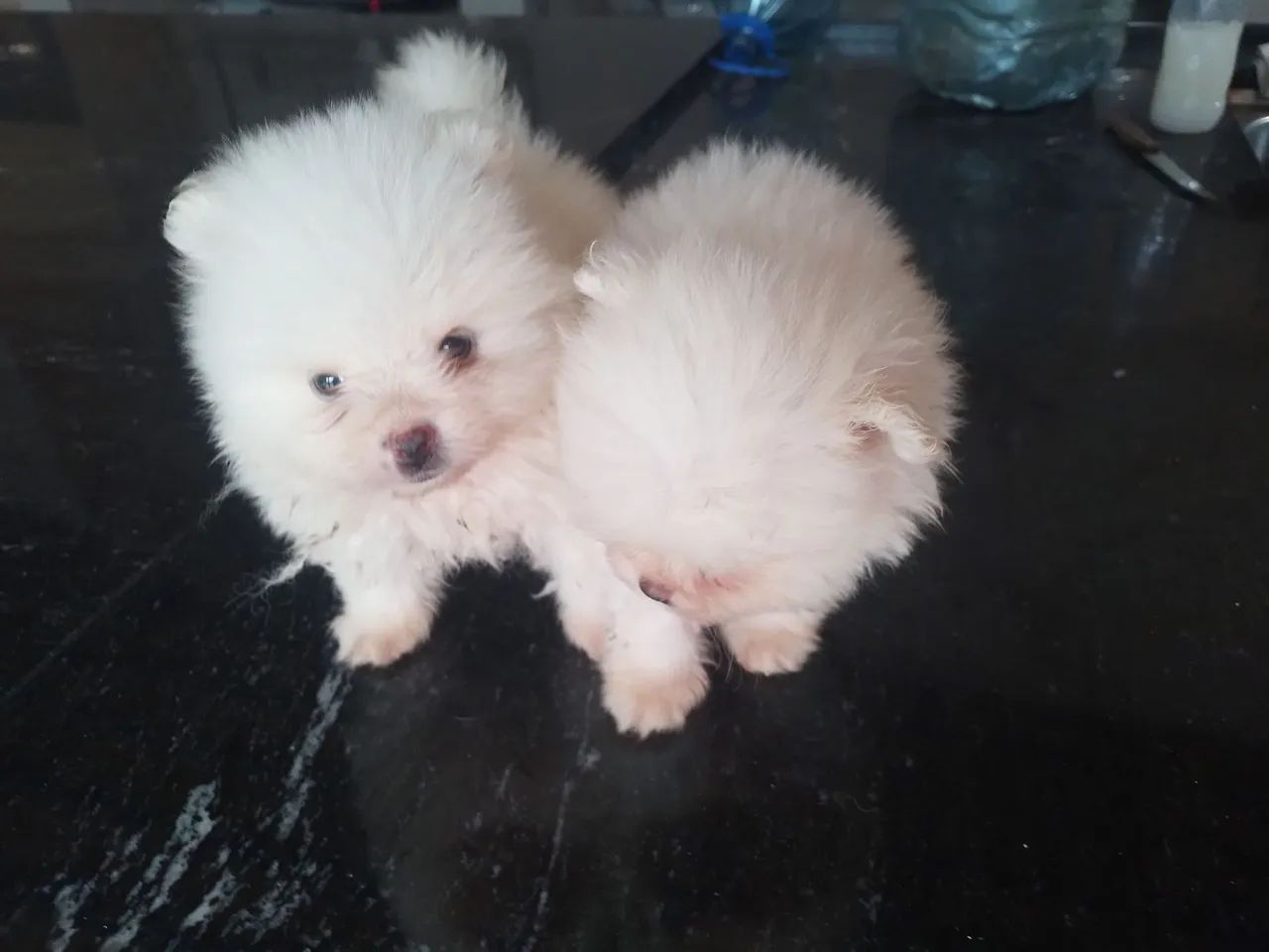 Lulu da pomerania  - Foto 4