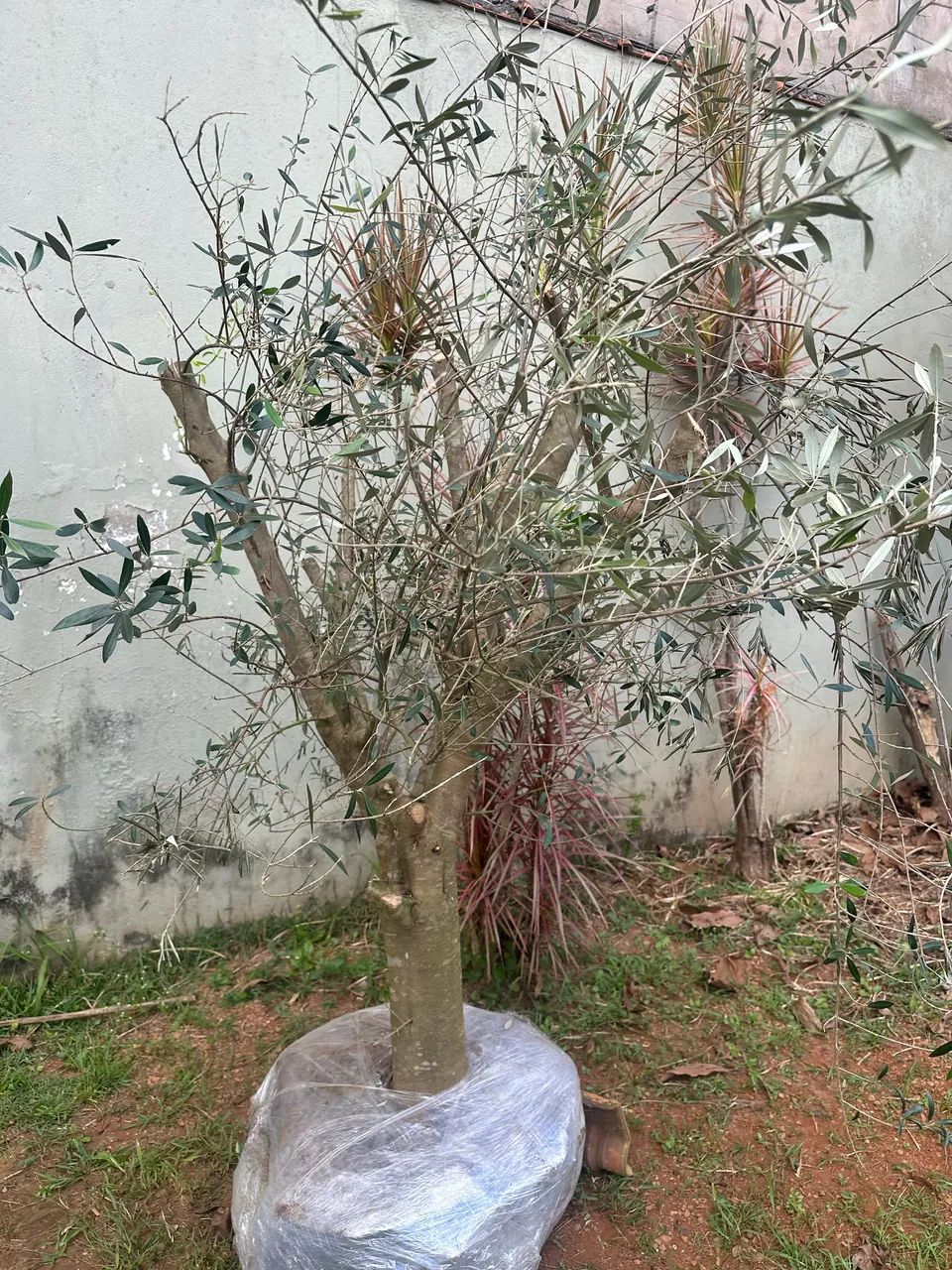 Oliveiras!!! - Foto 6