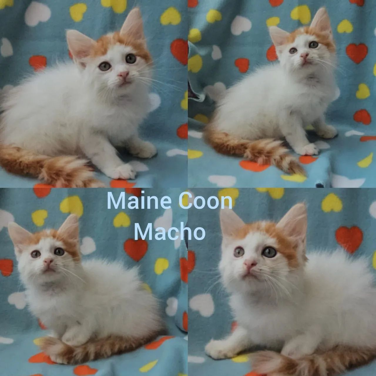 Maine Coon Filhotes - Gatil BSB Cat  - Foto 2