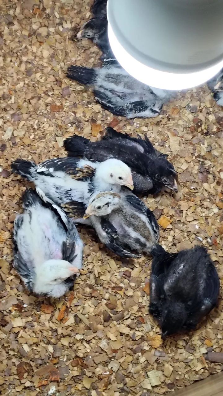 Pintinhos da raça Mura com 18 dias valor individual r$ 30 - Foto 2