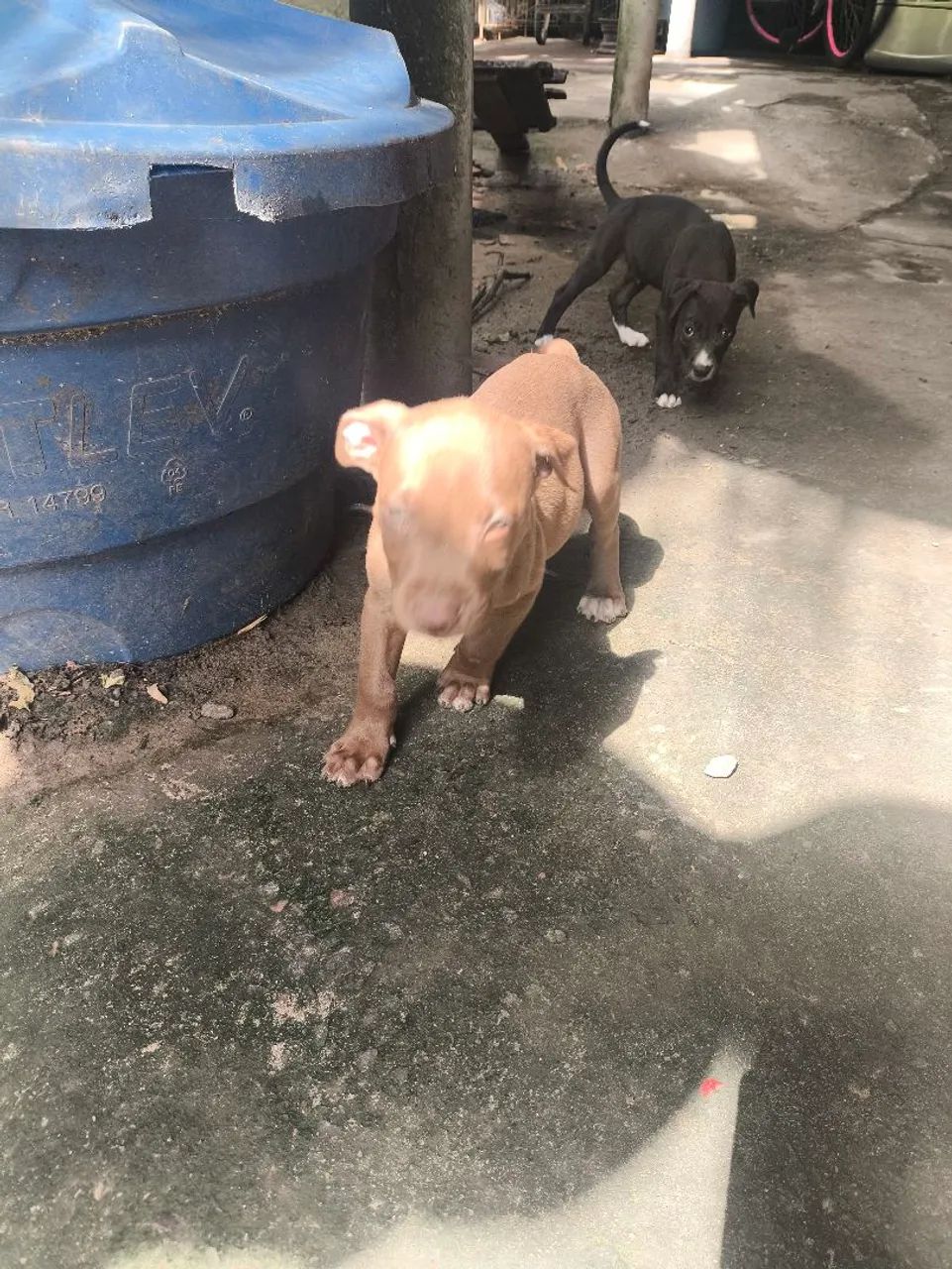 Filhote de Pit Bull Macho  - Foto 3