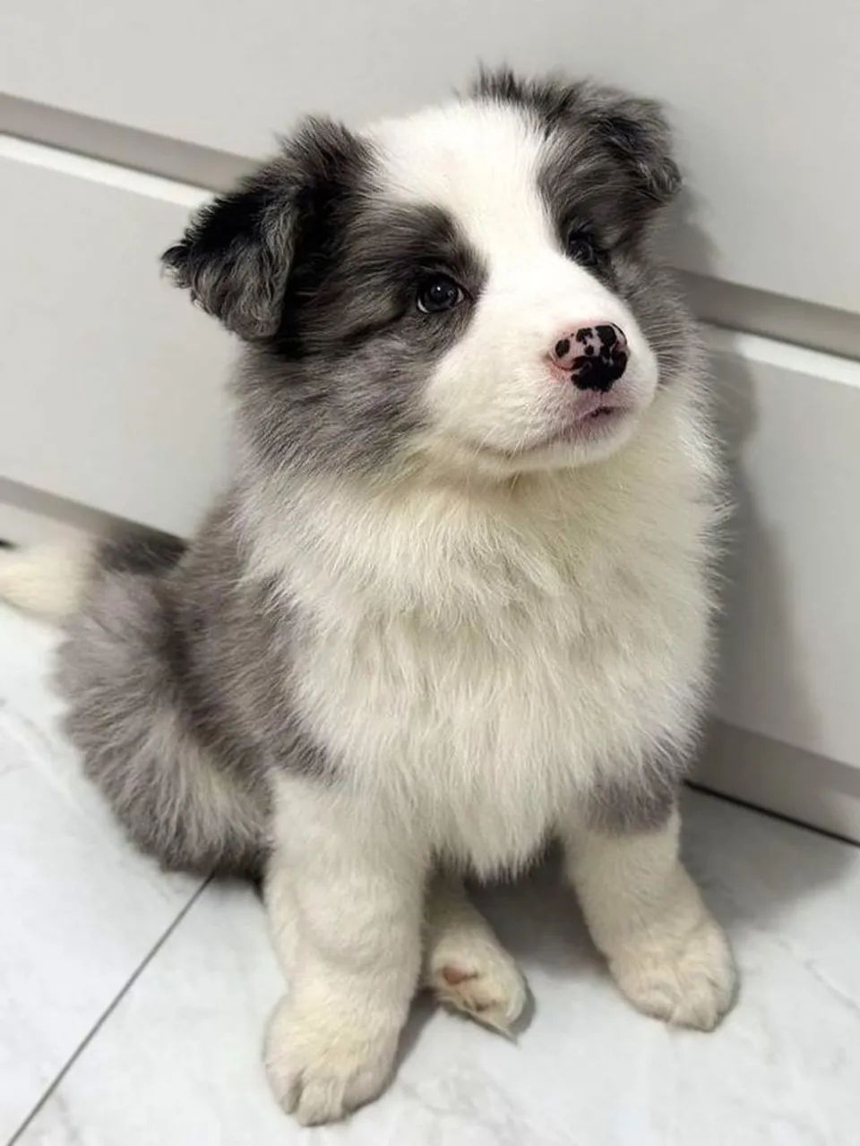 Border Collie filhote blue e red