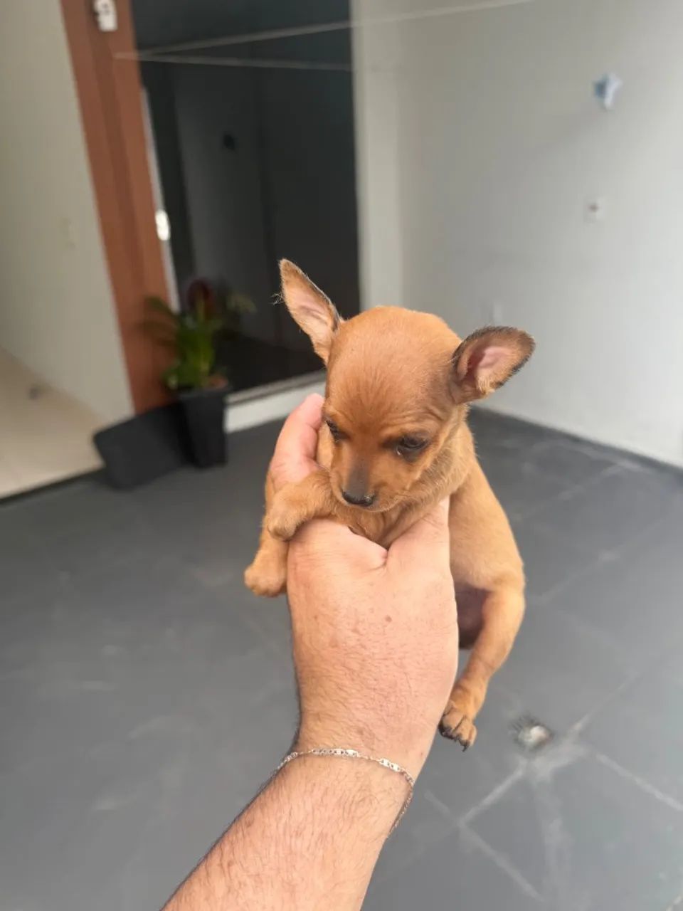 Pinscher fêmea  zero - Foto 5