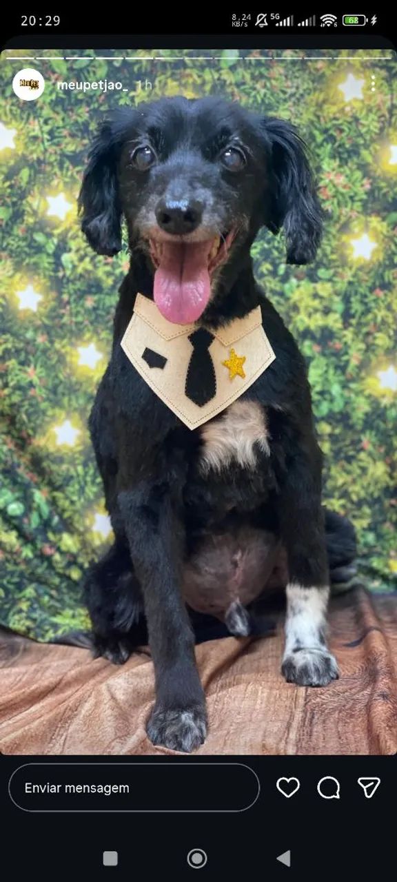 Laços pet65685576717698125