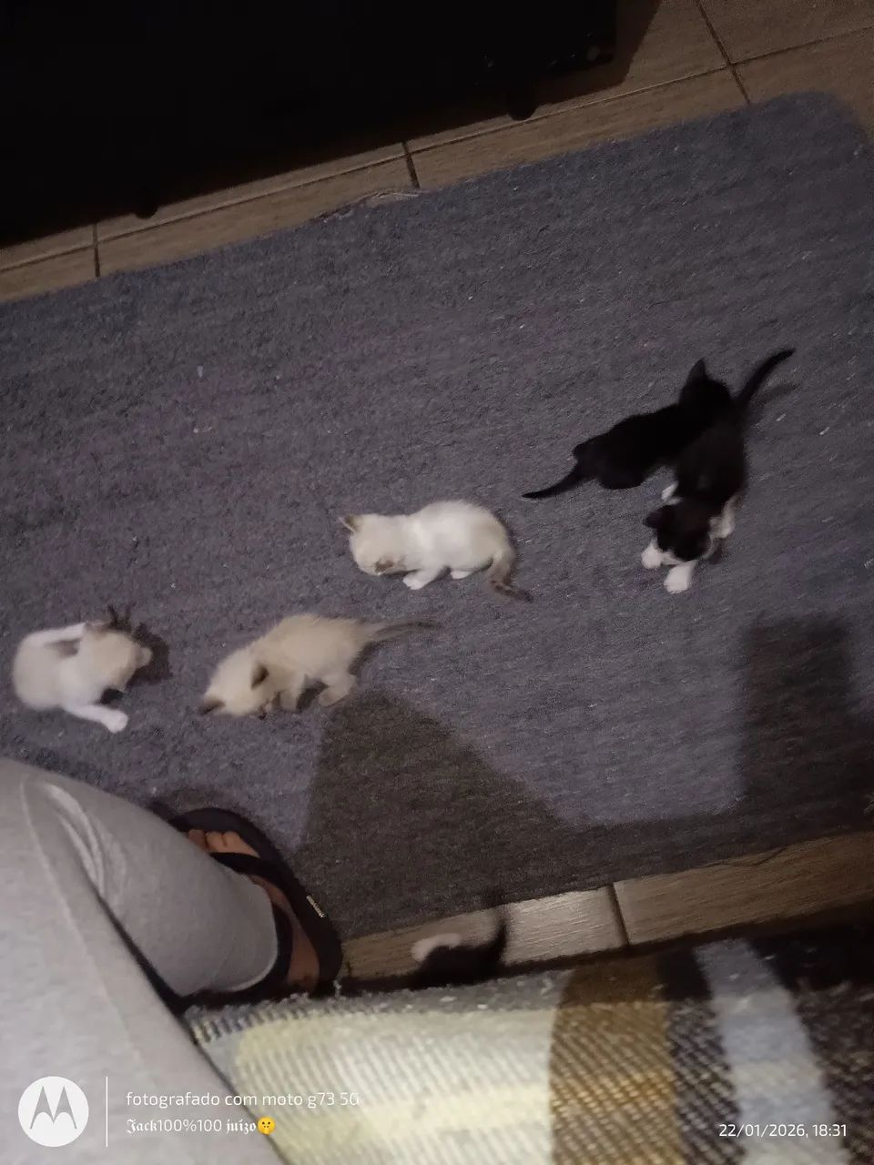 Lindos filhotes de gatos pra doação.  - Foto 3