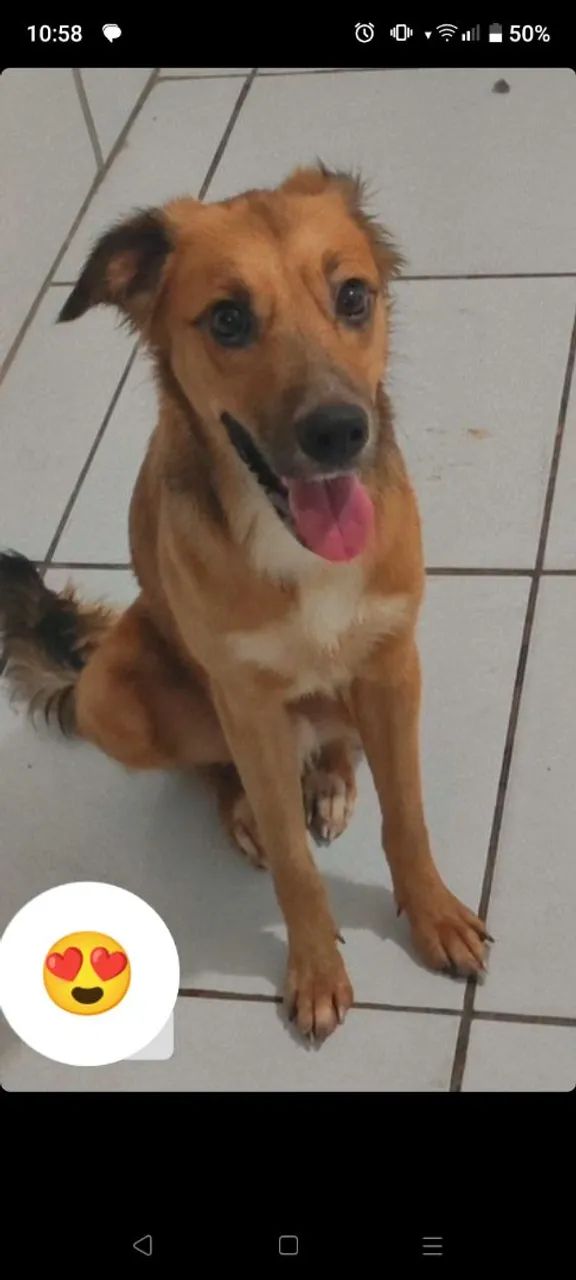 Doação responsável  - Foto 5