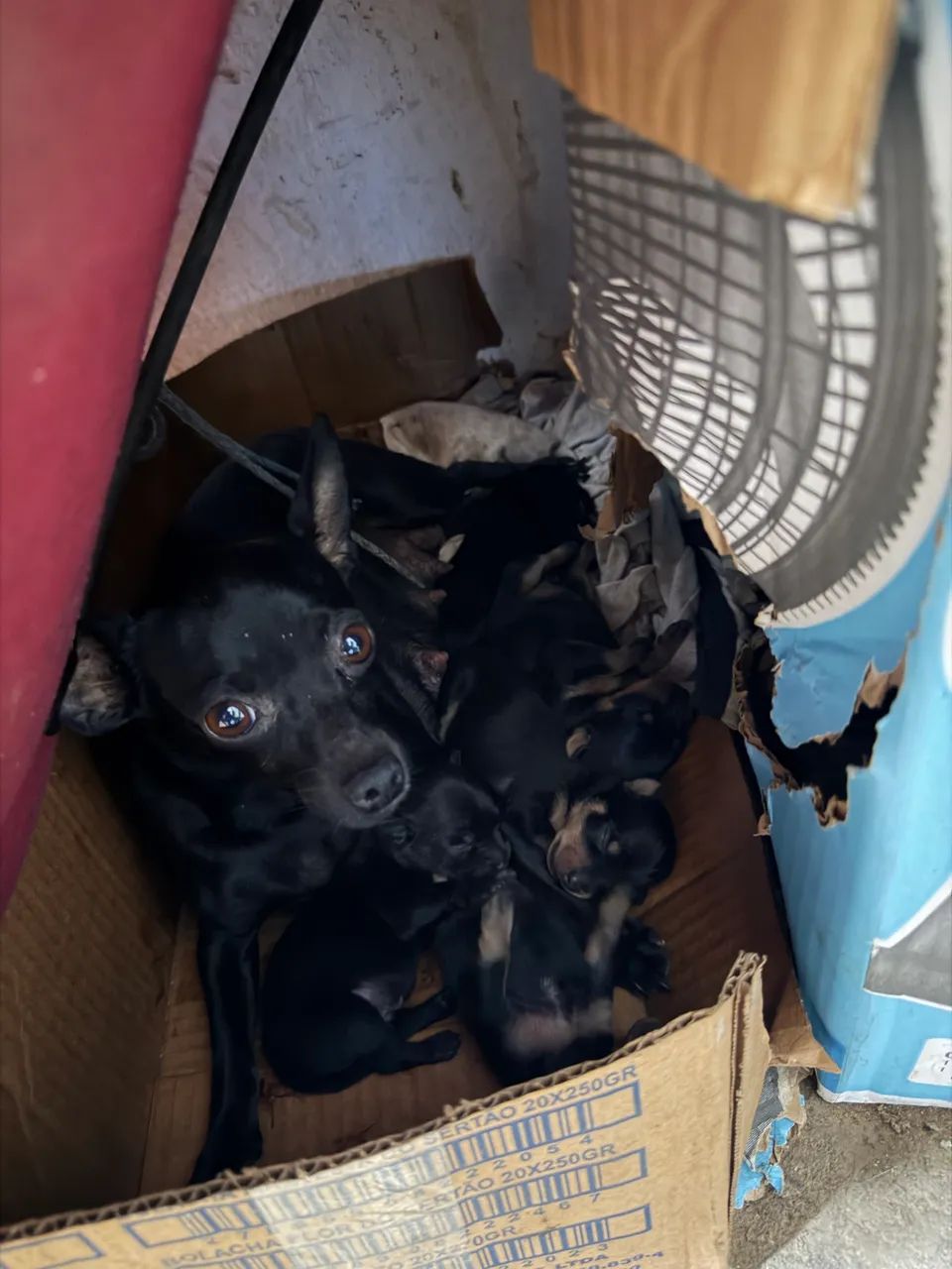 Cachorro Pinscher  - Foto 3