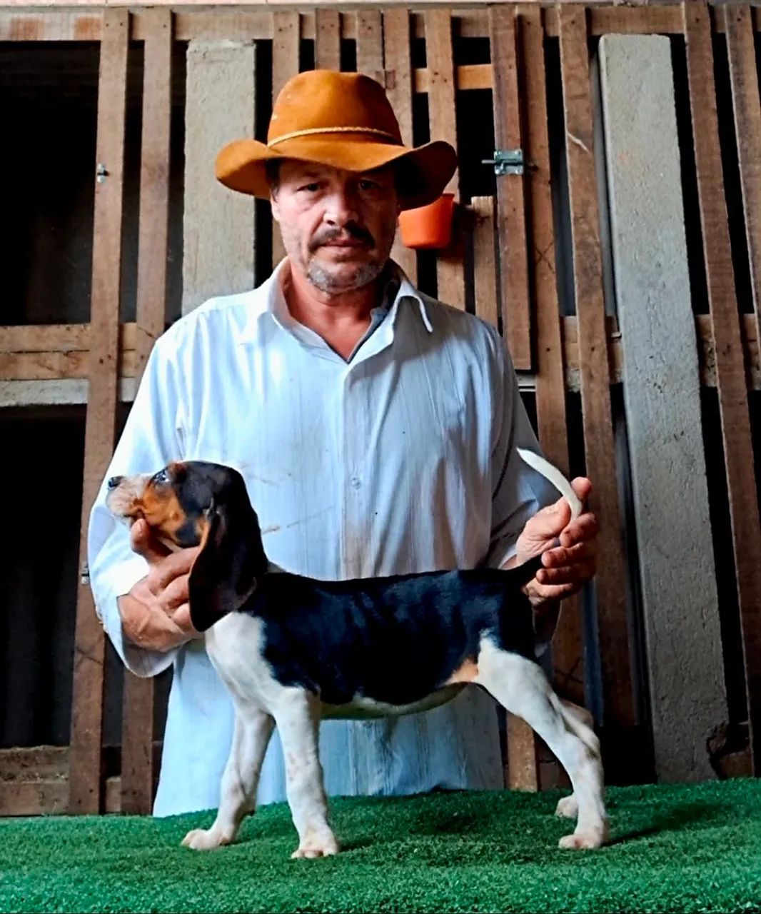 Fox Hound Americano - Foto 3