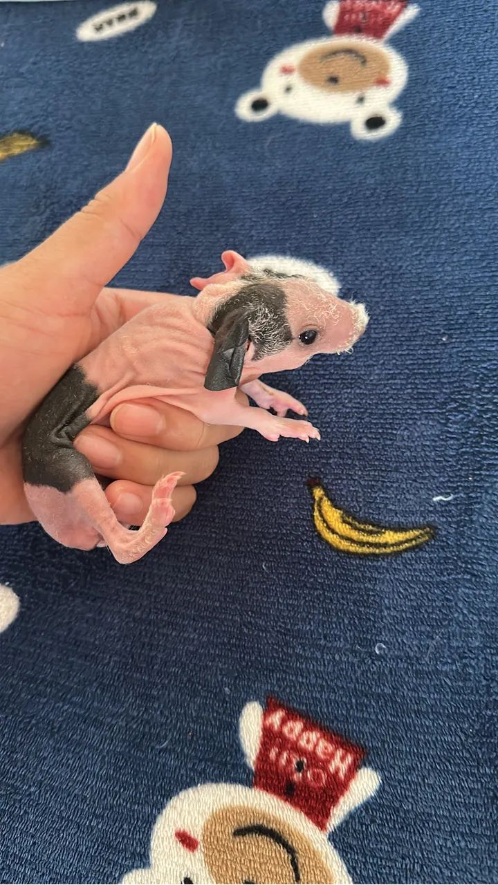 Vende se porquinho da índia Skinny