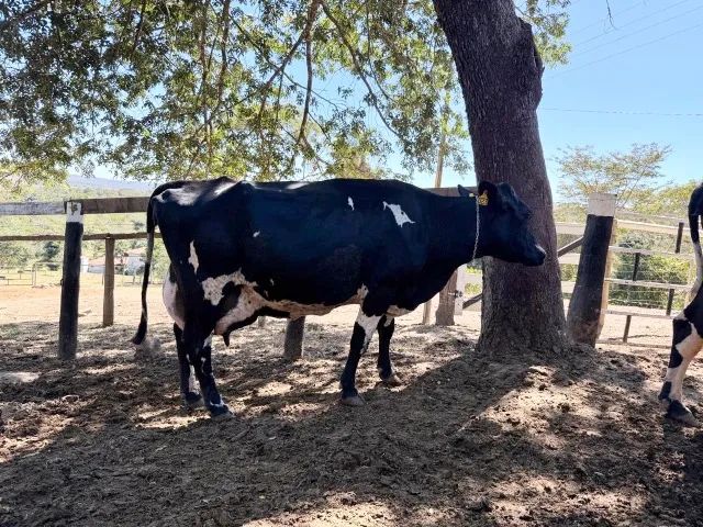 Vacas de Leite