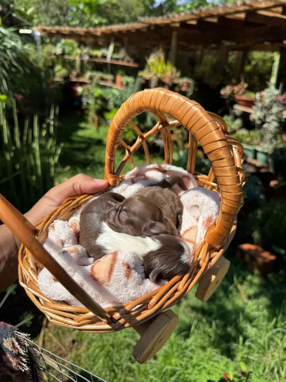 Casal de Shih Tzu micro  - Foto 2