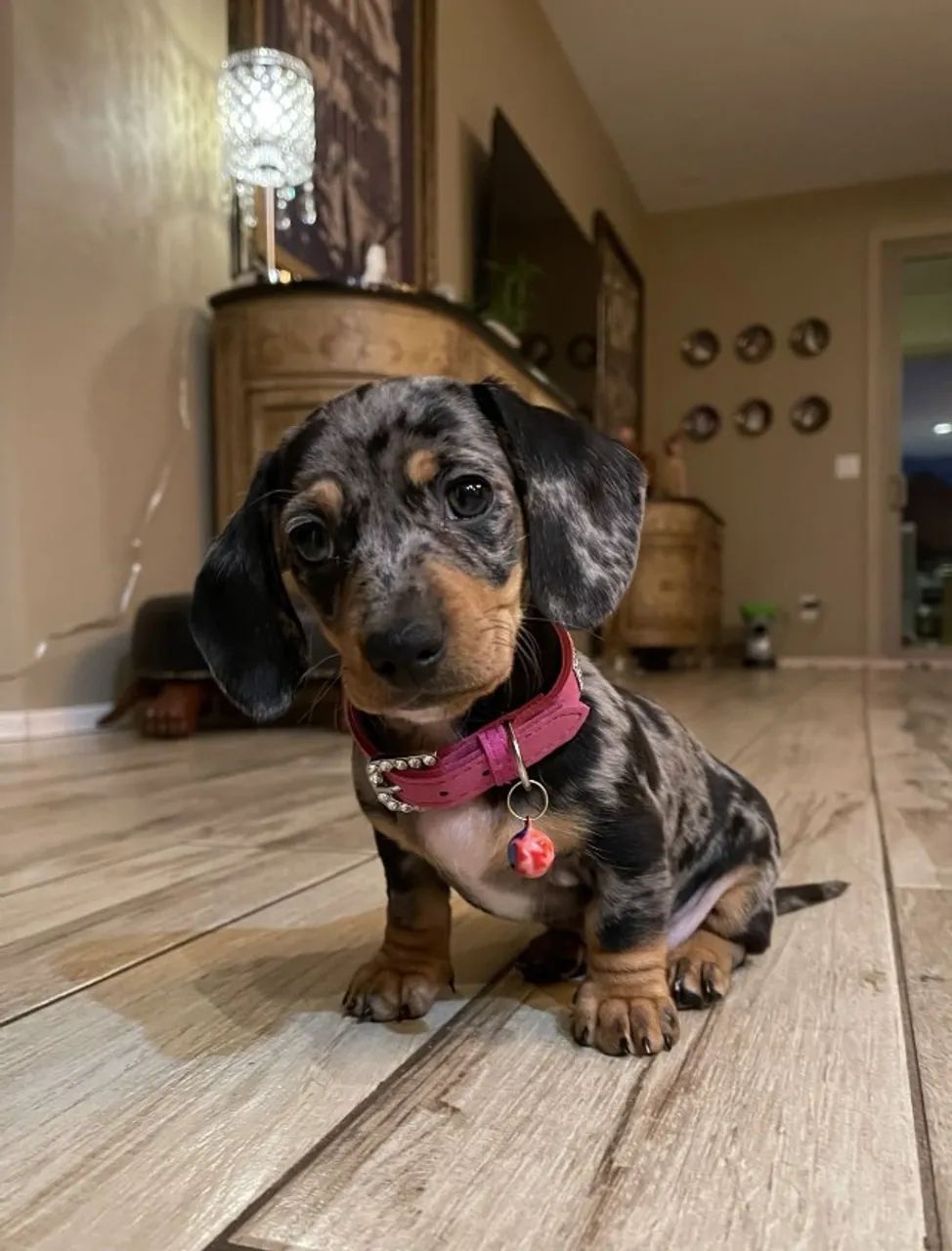 Basset teckel puro amor 