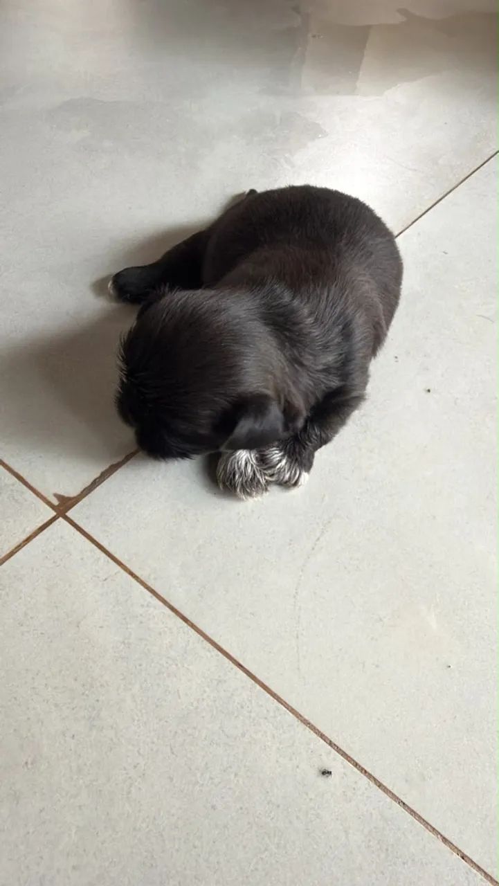 Shih tzu macho 