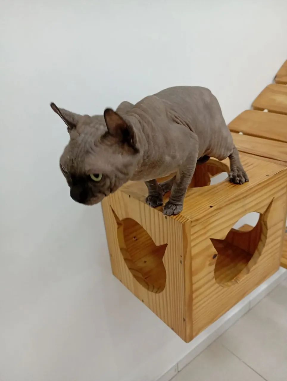 Vendo Sphynx Elf reprodutor com 2 anos de idade  - Foto 3