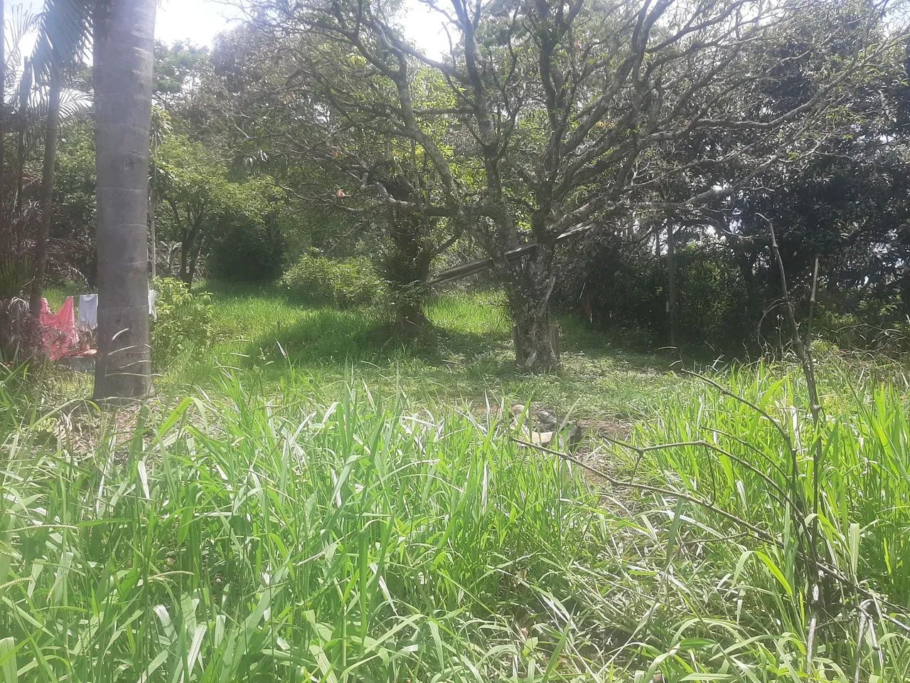Vendo terreno - Foto 5