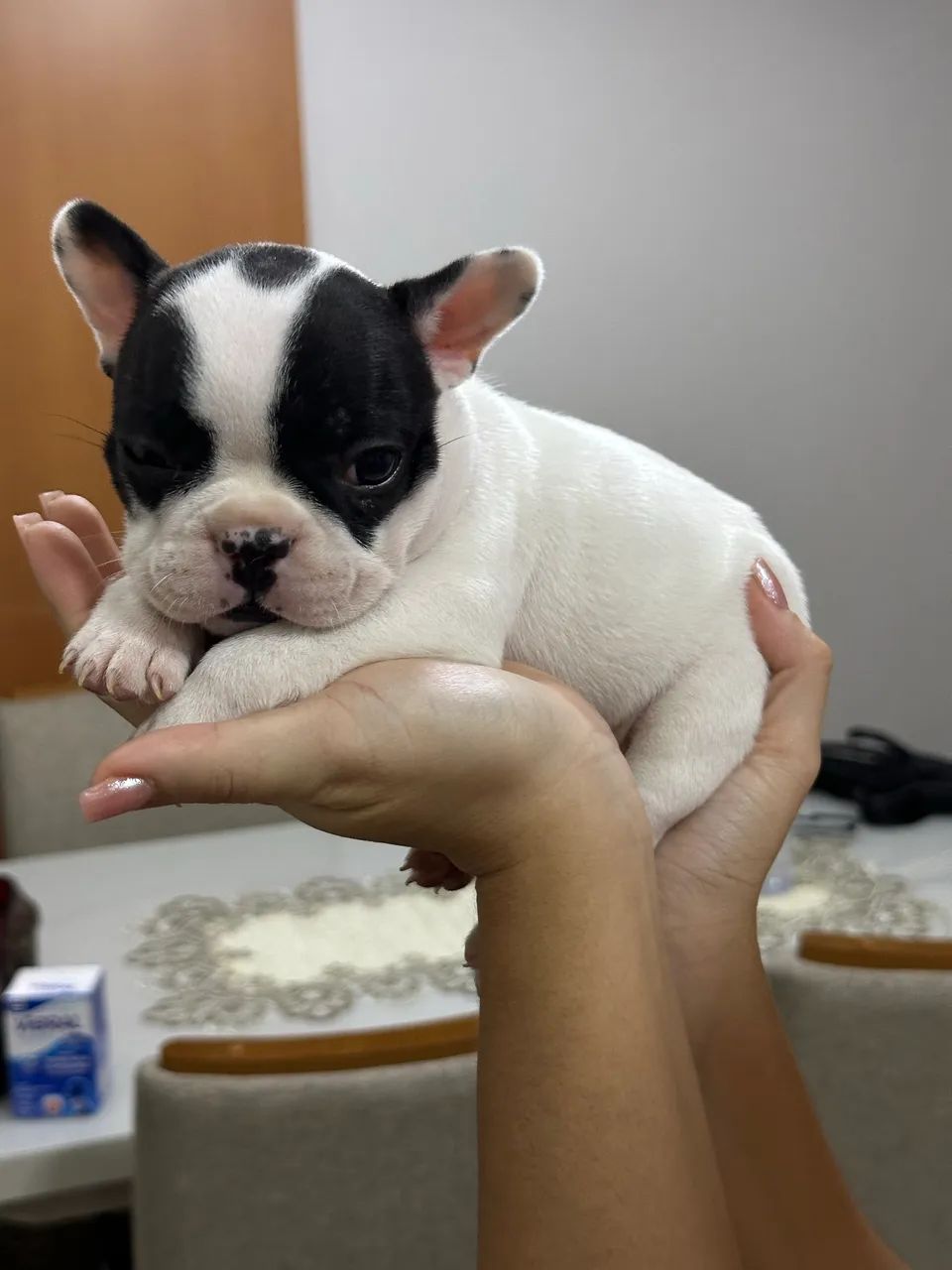 Buldogue francês  - Foto 5