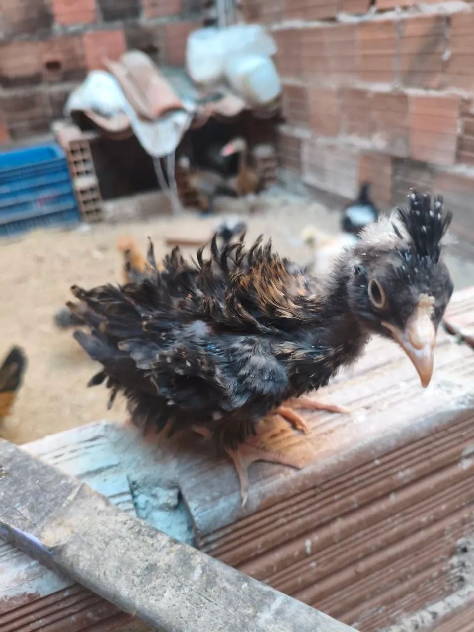 Pintinhos modelados