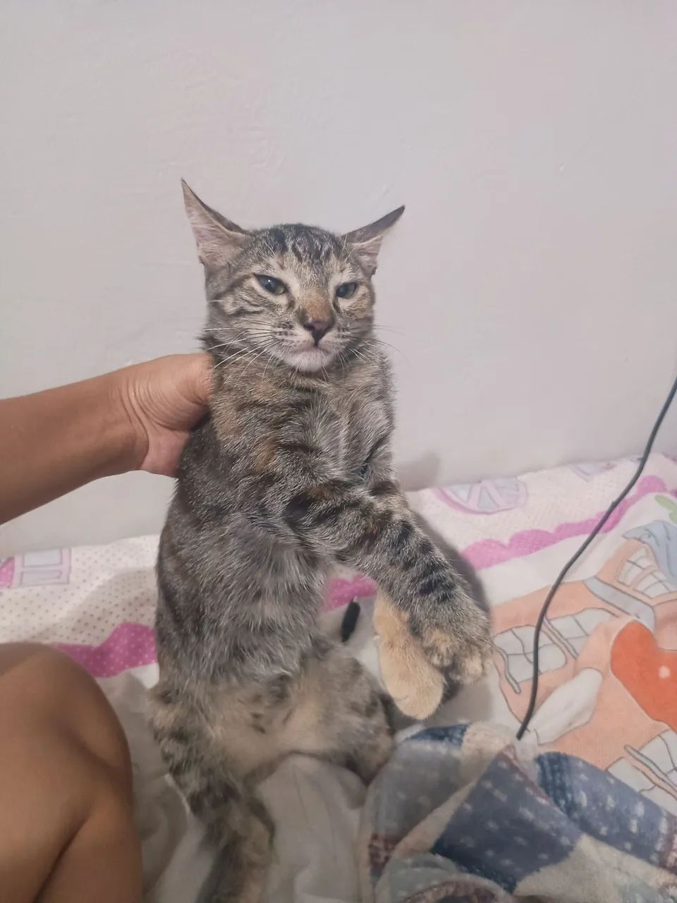 Doa-se gata - Foto 4