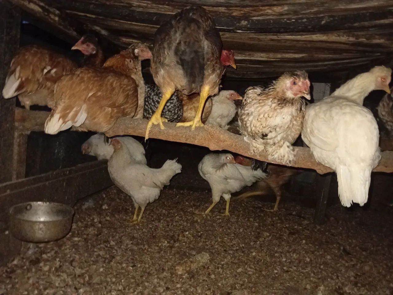 TORRANDO LOTE DE GALINHAS - Foto 6