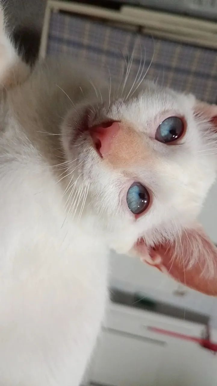 Doando Gatinha