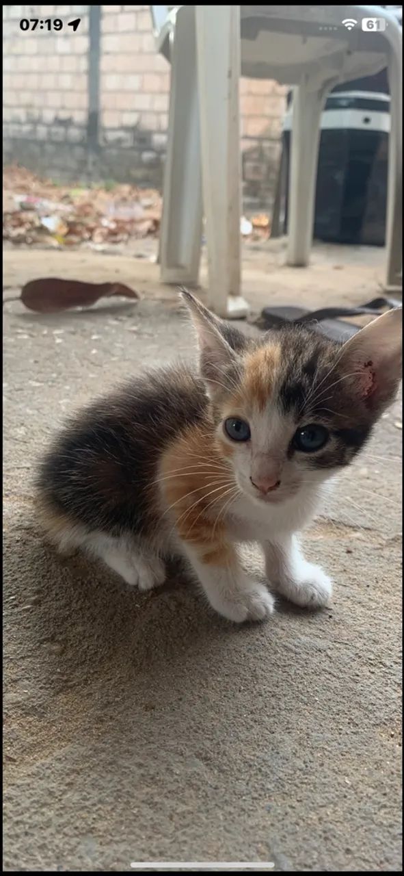 Doação de filhote de gato  - Foto 2