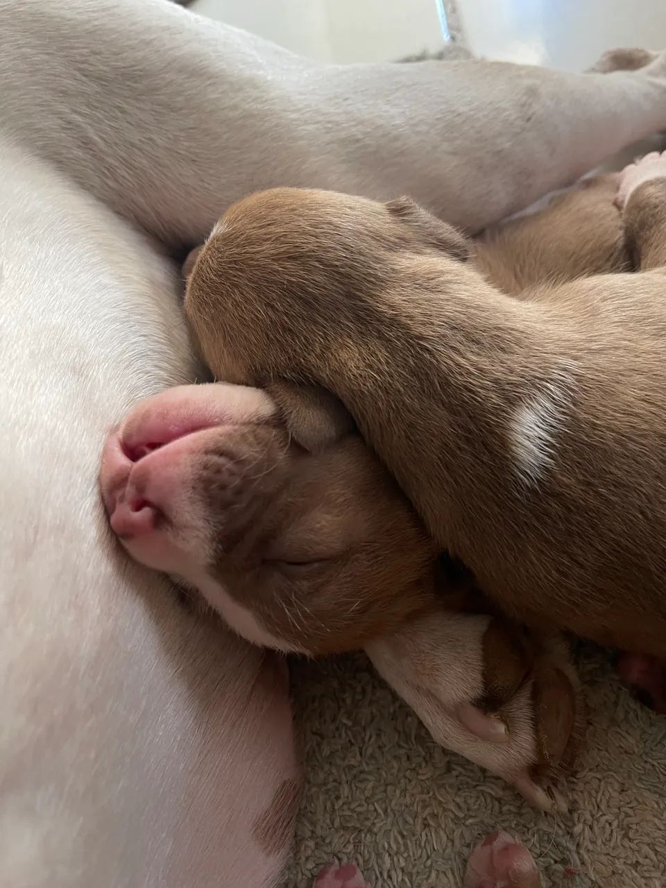Filhotes Pitbull  - Foto 4