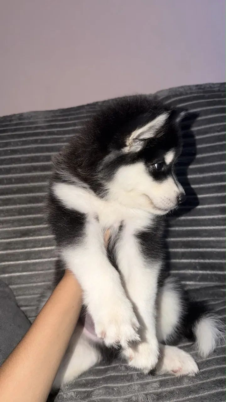 Banho e Tosa - Husky Siberiano  - Foto 4
