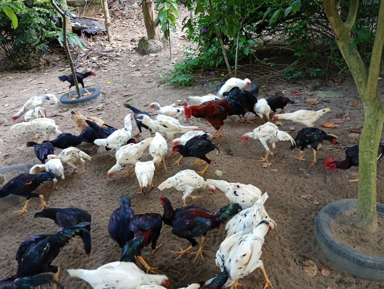 Vendo galinhas e galos índios  - Foto 5