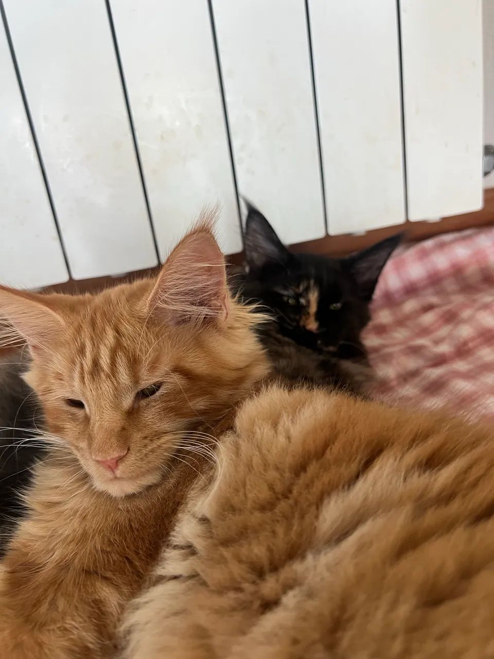 2 Maine Coon - Foto 3