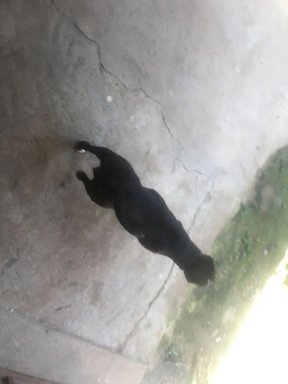 Doação cachorro - Foto 4
