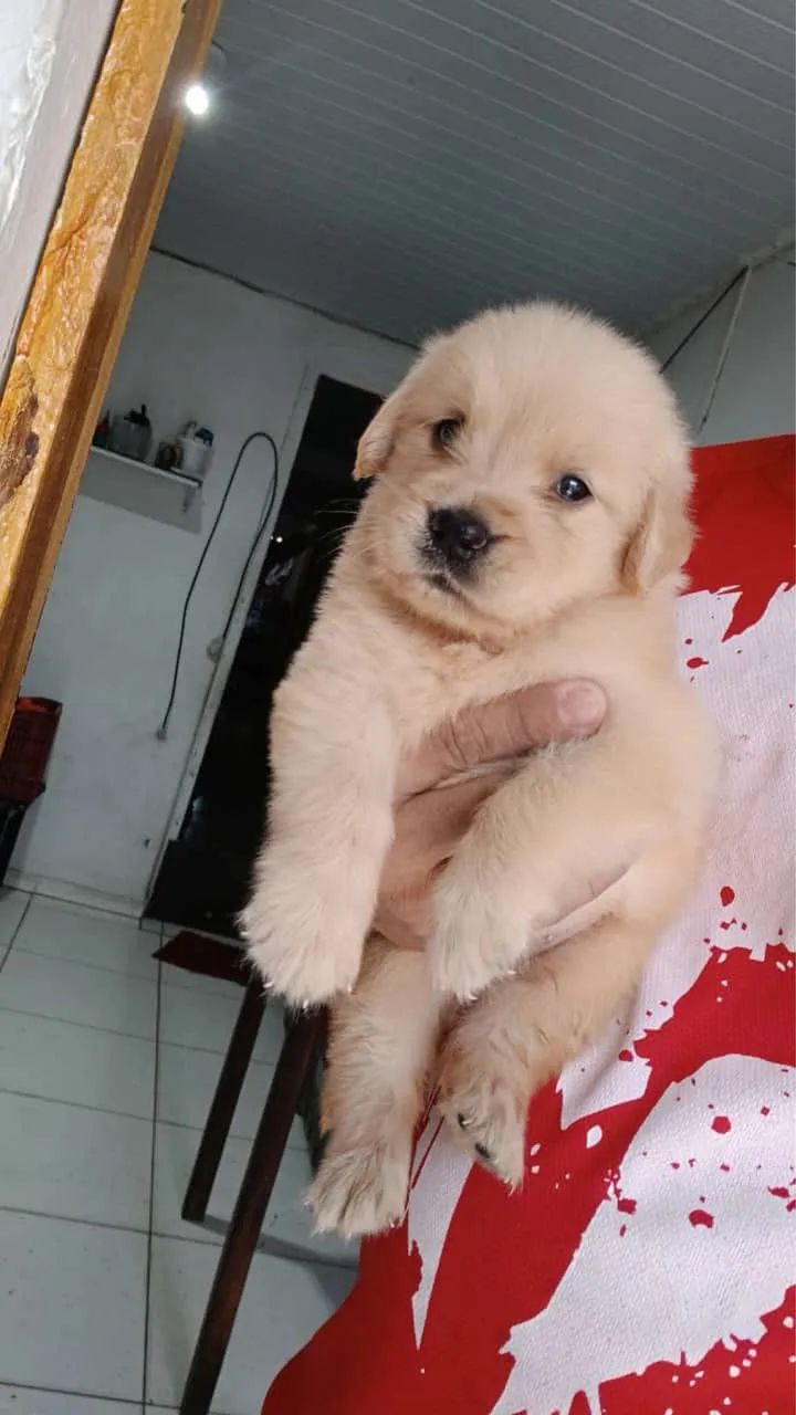 Cachorro  - Foto 2