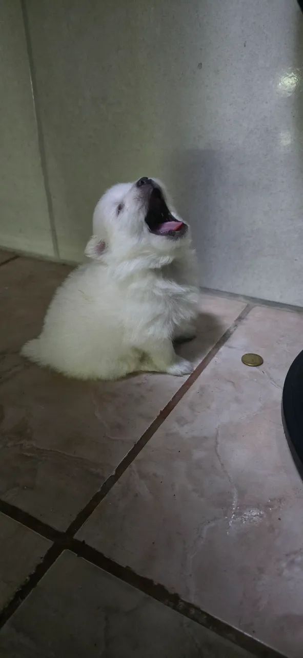 Spitz alemão - Foto 2