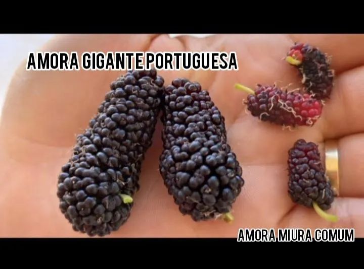 Mudas de Amora Miura frutas pequenas e doces e para chás - Foto 5