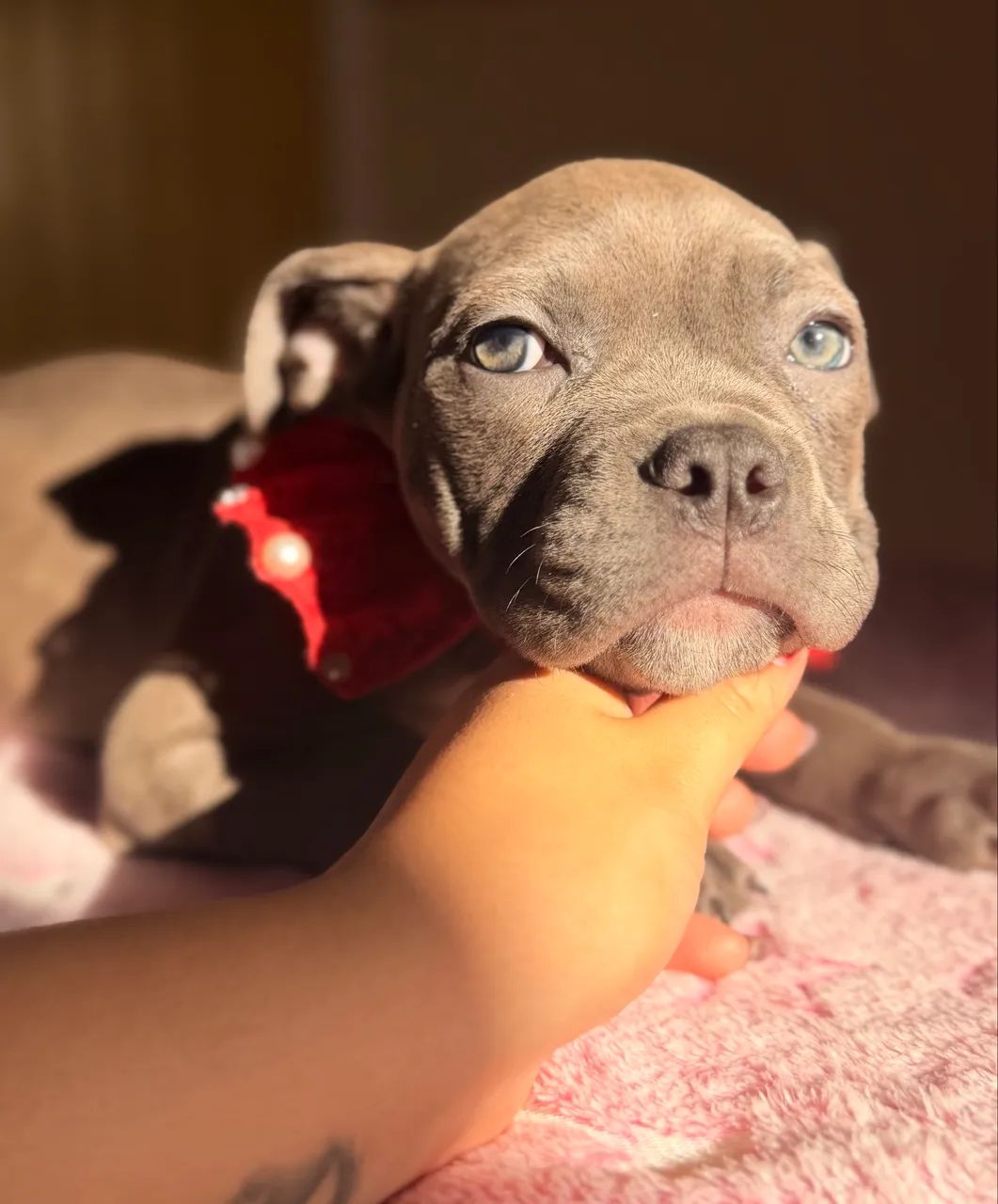American bully - Cinza disponível  - Foto 4