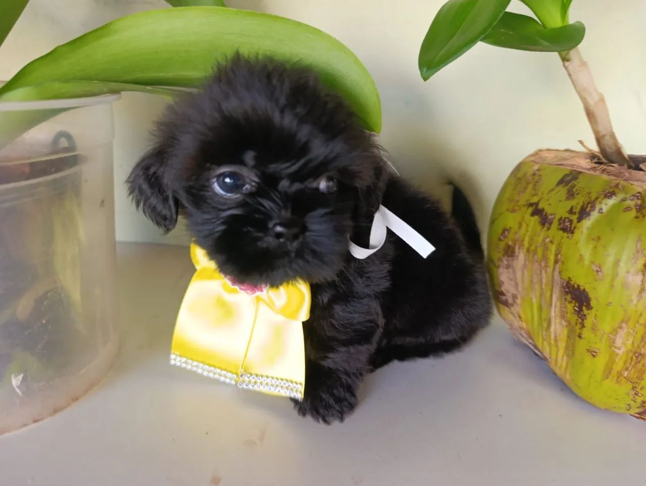 Shih Tzu  - Foto 4