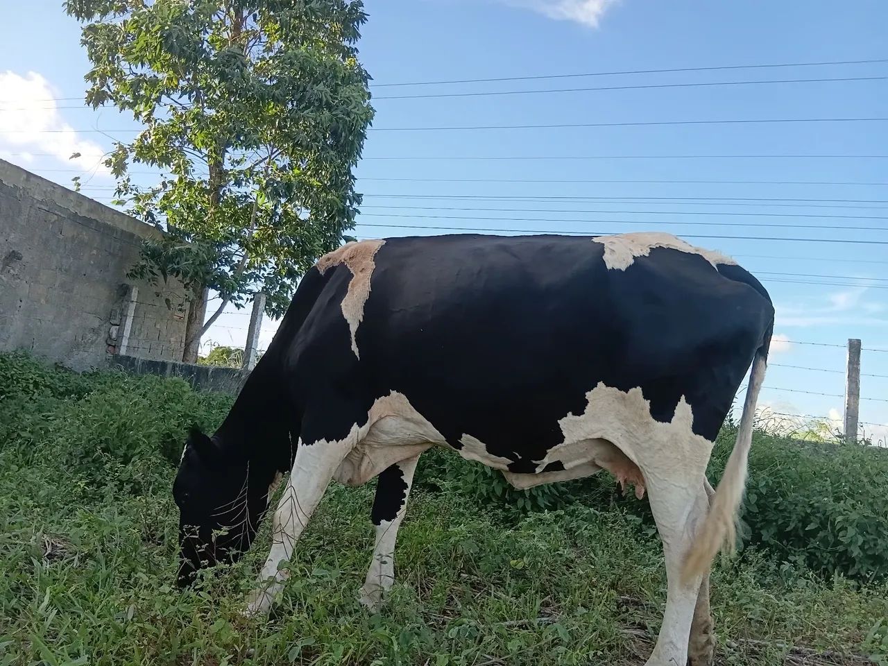 CHÁCARA BOA Â VENDA  - Foto 3