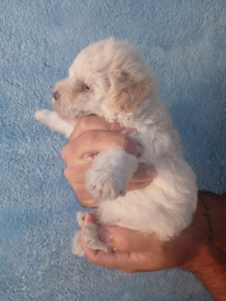 Poodle toy original  - Foto 3