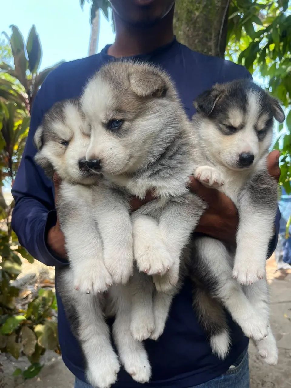 Husky siberiano - Foto 3