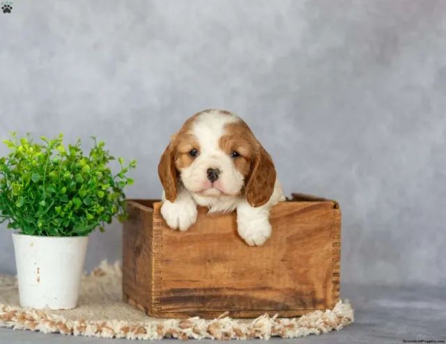 Cavalier King elegante - puro charme