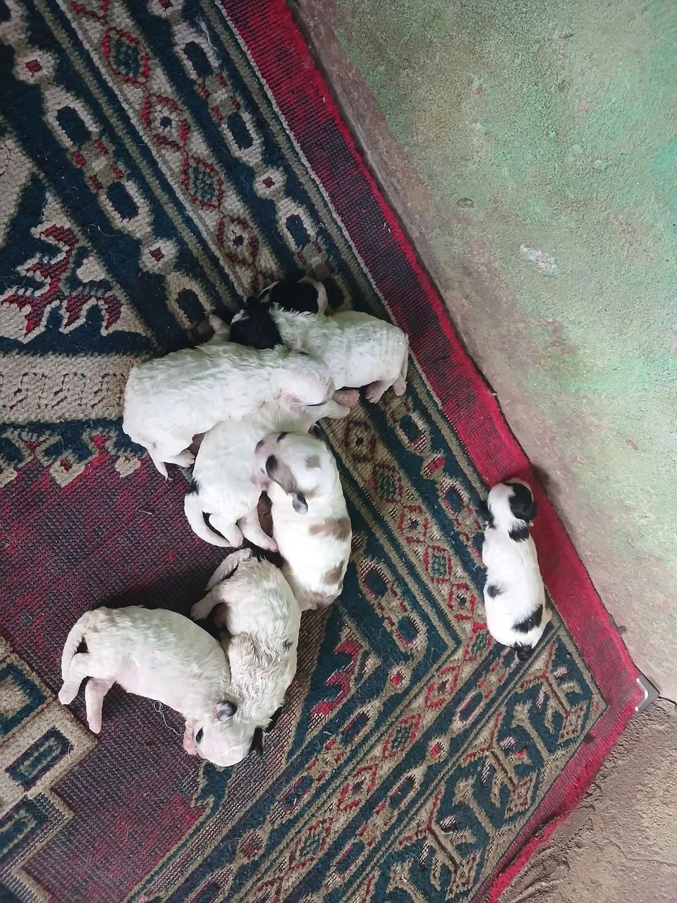 Vende-se filhote de Poodle  ?  - Foto 3