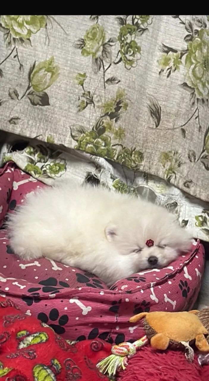 Spitz alemão  - Foto 2