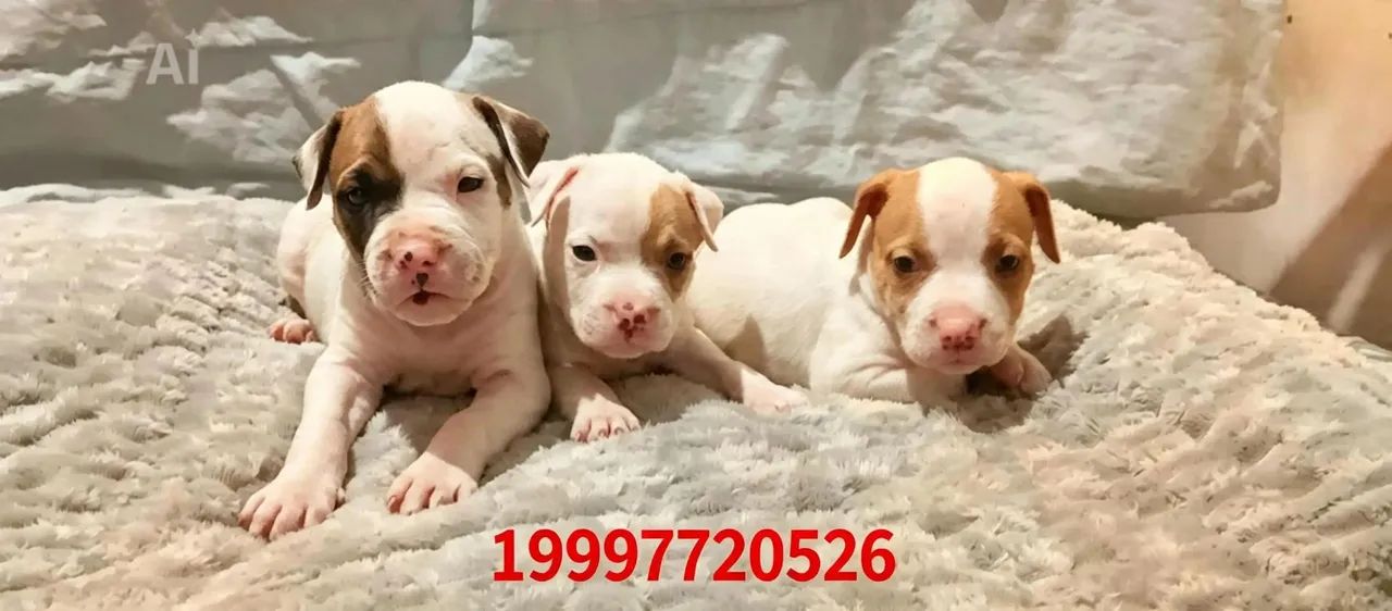 Filhote de Pit Bull  - Foto 2